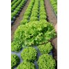 JONCTION RZ product photo view-2 S