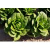 COVERUS RZ (41-CO7367) Knox™ product photo view-3 S