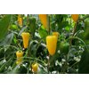 YELLOW COCADA RZ F1 (35-MY1483) product photo view-3 S