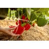 TRAVIATTA RZ F1 (35-126) product photo view-2 S