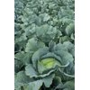 MANOUK RZ F1 product photo view-4 S