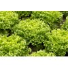 BODILIQUE RZ (44-CL1050) Knox™ product photo view-3 S