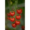 GARRIOSO RZ F1  product photo view-3 S