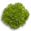EXPERTISE RZ product photo front S