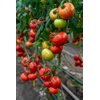 NTAMA RZ F1  product photo view-3 S