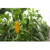 祖帕(35-MY1211)Zuppa product photo view-3 S