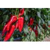 BALCANICA RZ F1 product photo view-2 S