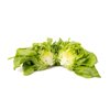CECILIA RZ  product photo view-2 S