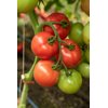 Масумі RZ F1 product photo view-3 S