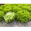BARNABIE RZ (80-BA1040) product photo front S
