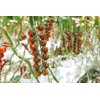 72-CH0384 RZ F1 product photo front S