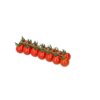 PROVENTURA RZ F1 (72-CH0363) product photo view-2 S