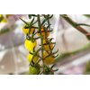 SOTOLIMON RZ F1 product photo view-2 S