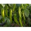 瑞箭(37-109)Ruijan product photo view-2 S