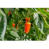 ORANGE TUMTUM RZ F1 product photo view-4 S
