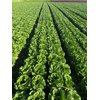 BALTIUS RZ Knox™ product photo front S
