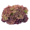 FLORIANTINE RZ product photo front S