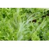 Експертайз RZ Salanova® product photo view-4 S