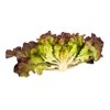 CORNOUAÏ RZ (83-98) product photo view-2 S