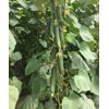 فيفا صن ار-زد product photo view-2 S