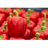 RED JET RZ F1 product photo front S