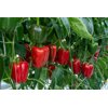 RED JET RZ F1 product photo view-2 S