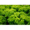 VINTIGO RZ (79-IN1305) Knox™ product photo view-3 S