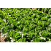 CINDITA RZ (41-CR2393) product photo view-4 S