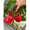 BASOLIA RZ F1 (35-BR1912) product photo view-2 S