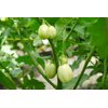 KAZINGA RZ F1 product photo view-3 S