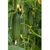 LEHAR RZ F1 product photo view-3 S