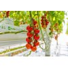GARRIOSO RZ F1 product photo front S