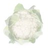 FLORENCE RZ F1 product photo front S