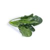 SILVERSIDE RZ F1 (51-OR206) product photo view-2 S