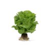 DILAGO RZ product photo view-2 S