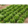 ZIKITA RZ (41-CR2239) product photo view-4 S