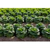 CALESITA RZ (41-CR1402) product photo view-2 S
