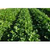 CLOVERDALE RZ F1 (49-RF6075) product photo view-4 S