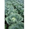 MANESSA RZ F1  product photo view-5 S