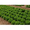 CRYSTIQUE RZ (44-CL1573) Knox™ product photo view-3 S
