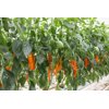 PALERMO OXALIS RZ F1 product photo view-3 S