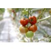 САНТИАНА РЦ F1 product photo view-4 S