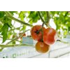 FERGUSON RZ F1 product photo view-3 S