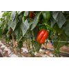 TRAVIATTA RZ F1 (35-126) product photo view-4 S
