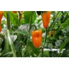 ORANGE OBLEA F1 (35-MO1485) Produktbild view-5 S