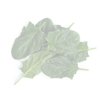 카르세니아 KARSENIA RZ F1 product photo front S