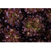 SUPRADAI RZ (82-OA3465) Knox™ product photo view-5 S
