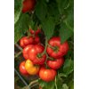 Костаред RZ F1 product photo view-2 S