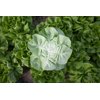 HALEWYN RZ product photo view-3 S