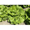 TRANSPERO RZ (43-BU7300) product photo front S